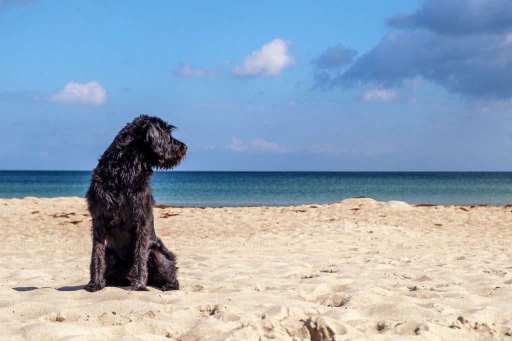 dog at beach