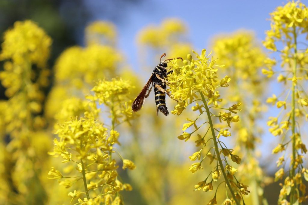 Flora and fauna