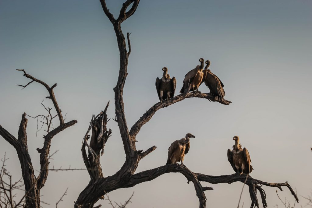 Birdwatching in Alicante